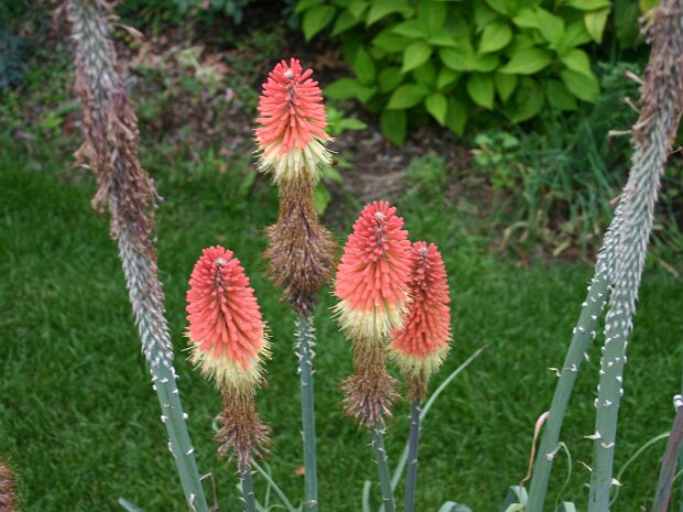 Barb's 2009 Garden
